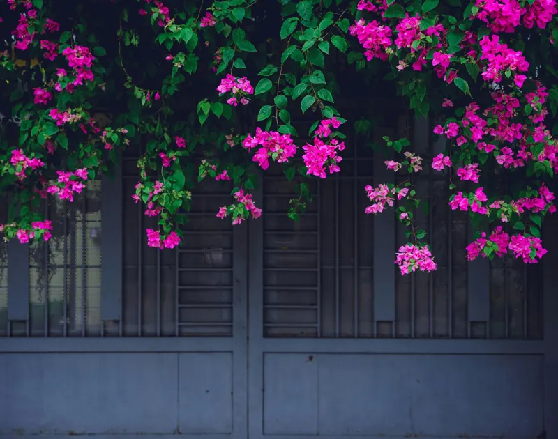 Bougainvillea over a gate