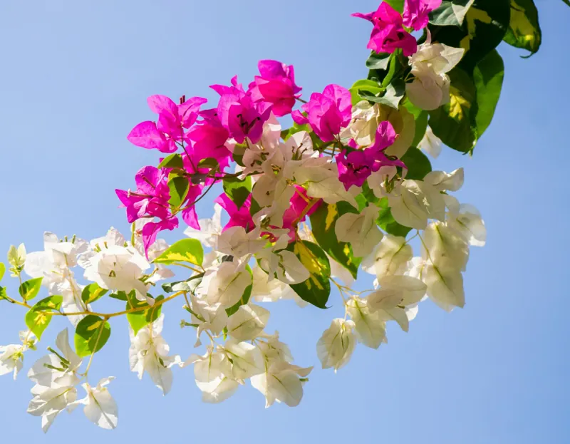 Bougainvillea