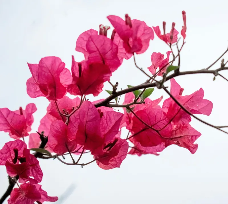 Bougainvillea