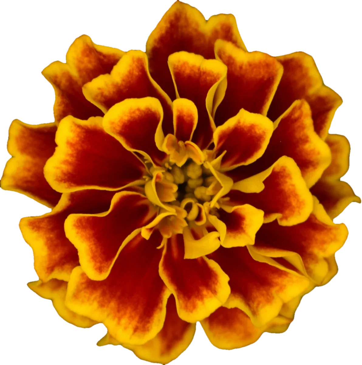 African marigold, pressed specimen