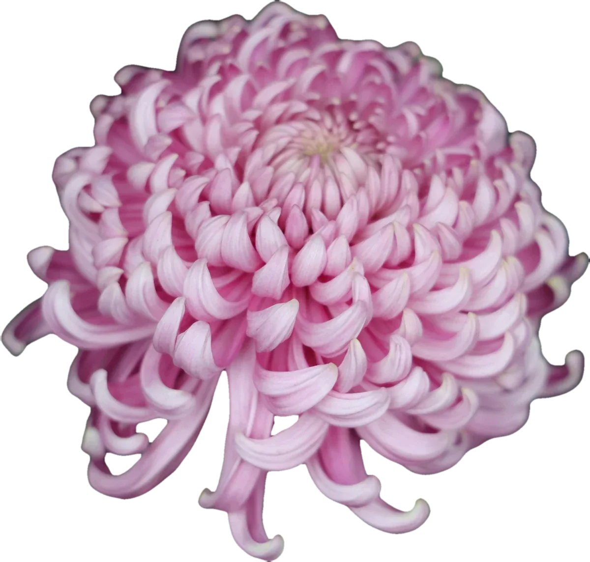 Pink reflexed chrysanthemum, pressed specimen