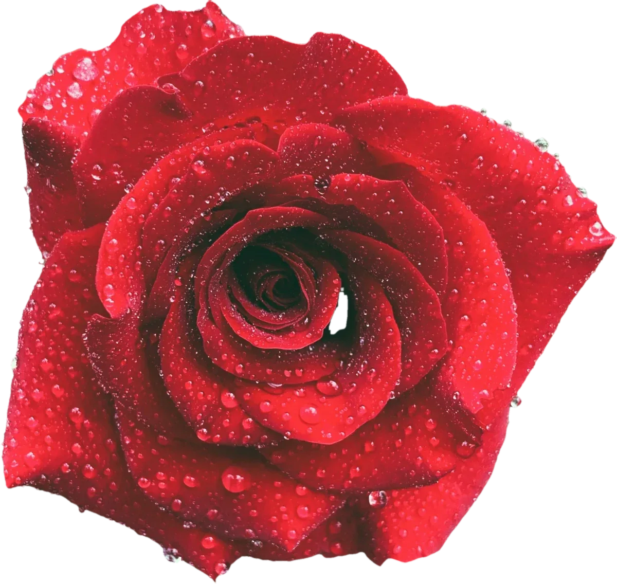 Red hybrid tea rose, pressed specimen