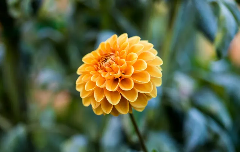 Orange ball dahlia