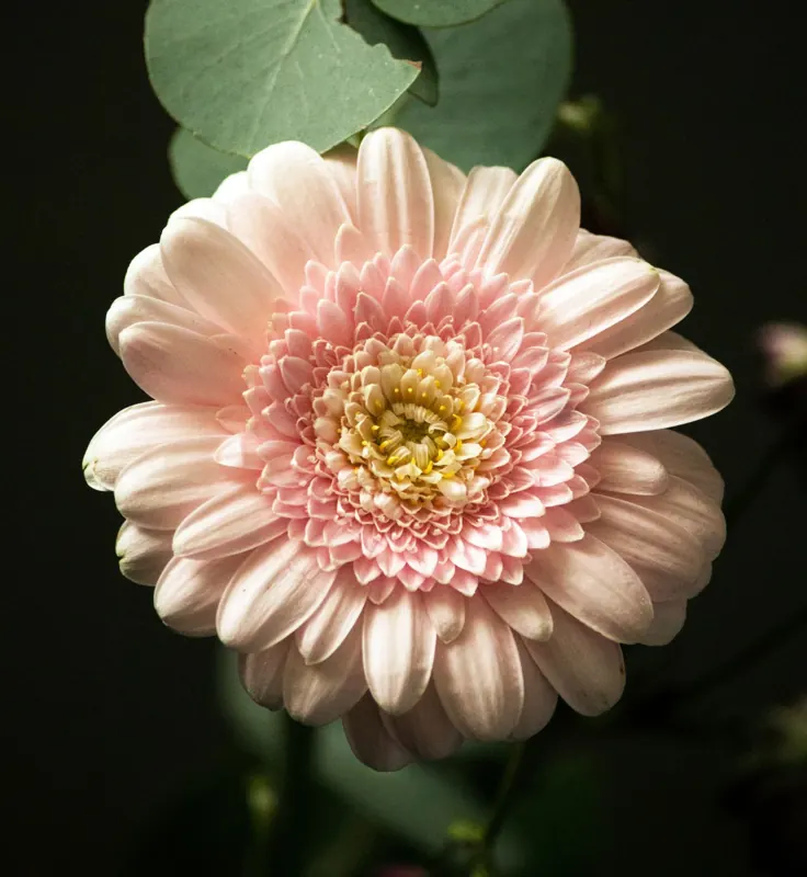 Pale pink gerbera