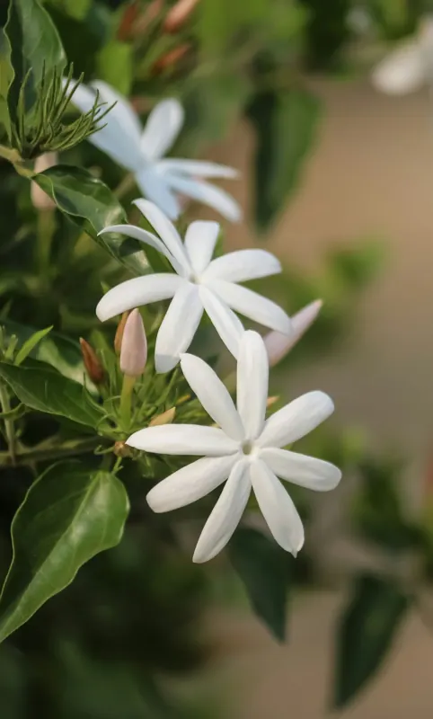Jasmine