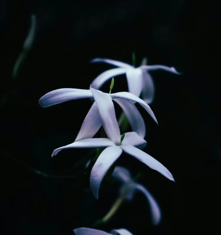 Jasmine at night