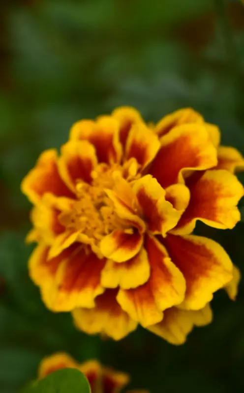 Marigold