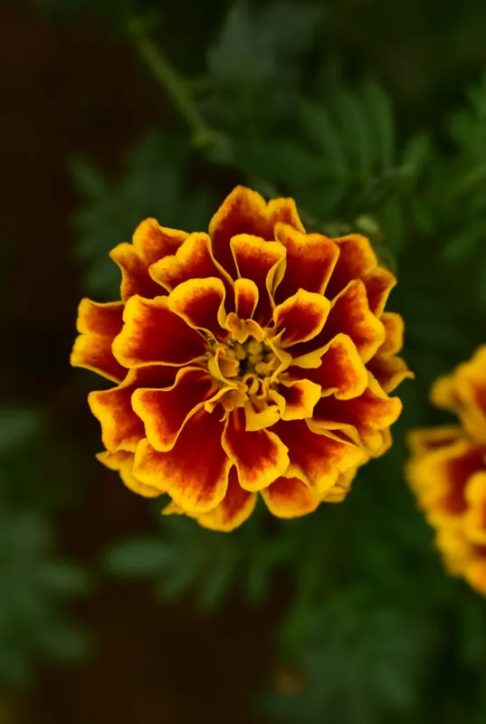 Marigold