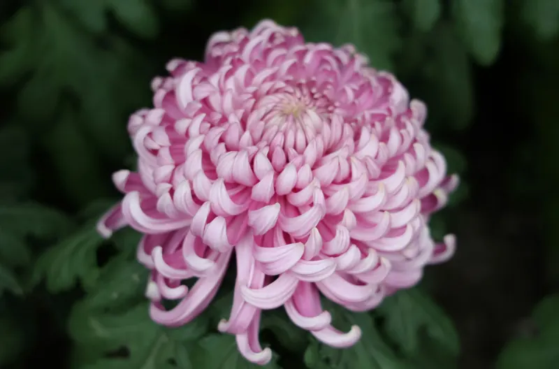Chrysanthemum, reflexed