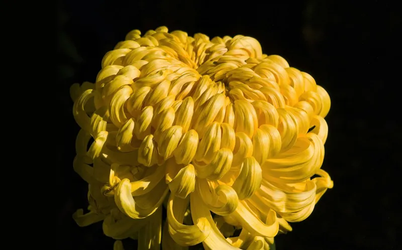 Chrysanthemum, incurving