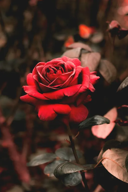A deep red rose on the bush