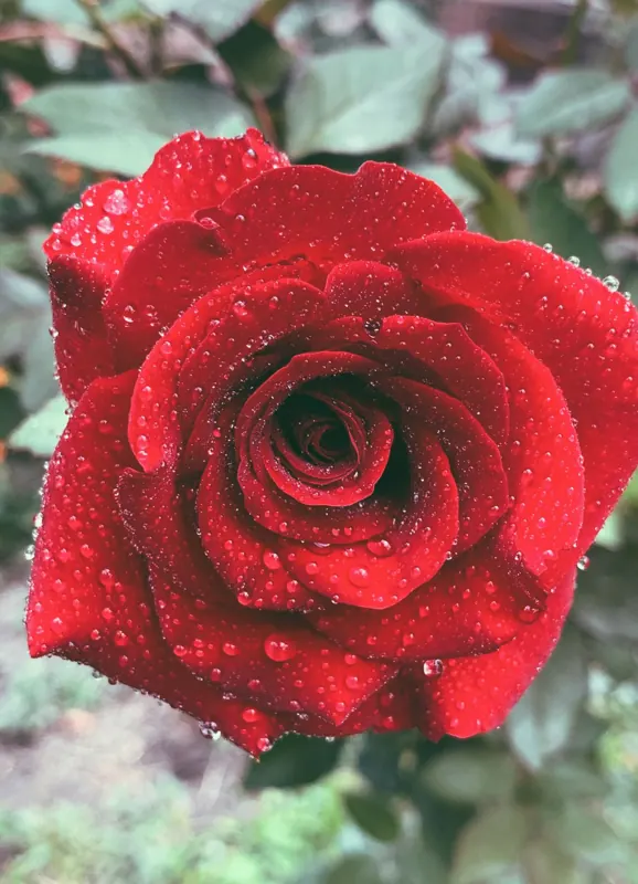 Rose, hybrid tea