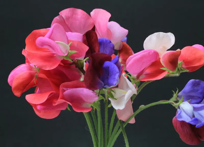 Sweet peas