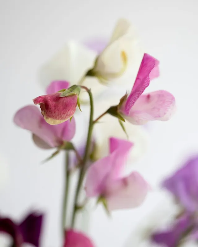 Pink and white sweet peas