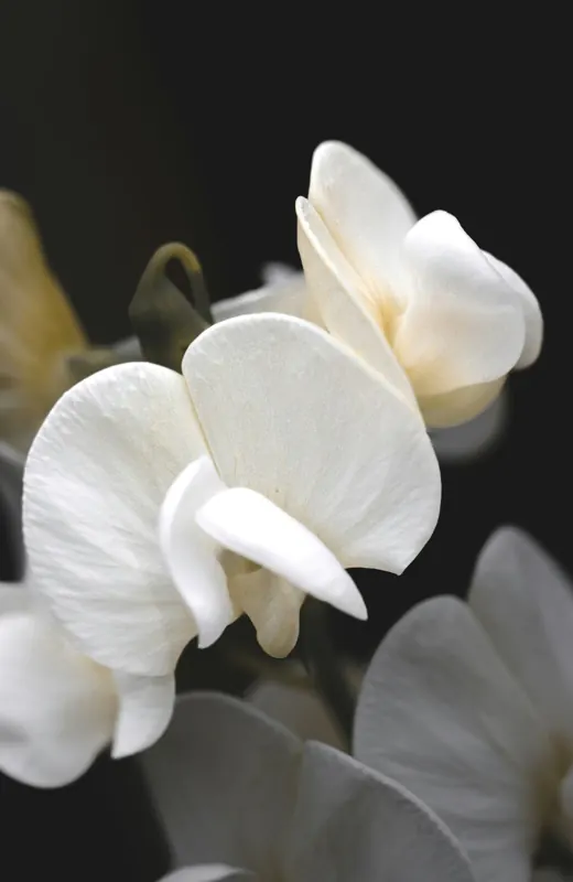 Sweet pea, white